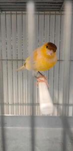 Vrouwelijke kanarie 2025 25€, Dieren en Toebehoren