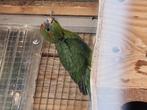 Jonge groene kakariki, Dieren en Toebehoren