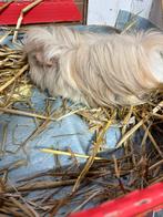 Peruviaan cavia, Dieren en Toebehoren, Cavia, Vrouwelijk, Januari, Tam