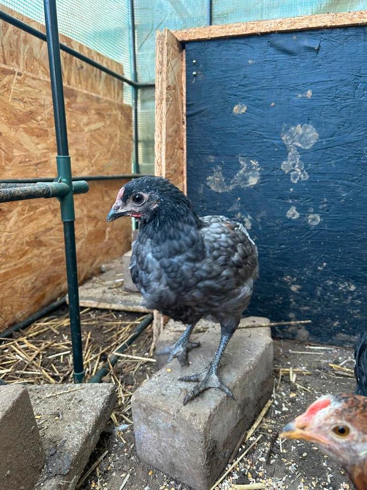 Gratis haantjes, Dieren en Toebehoren, Pluimvee, Kip, Mannelijk