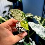 Tropische planten alocasia macrorrhiza splash, Ophalen, Overige soorten, Halfschaduw, In pot