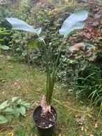 Sterlitzia Nicolai plant 1m75, Huis en Inrichting, Kamerplanten, Ophalen