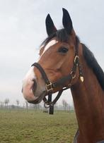 Dressuur merrie/ fok merrie, Dieren en Toebehoren, Paarden, Merrie, Gechipt, Dressuurpaard, 7 tot 10 jaar
