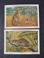 Postkaarten koninklijk natuurhistorisch museum van België, 1960 tot 1980, Ongelopen, Ophalen of Verzenden, Natuur