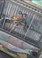 Mâle parva 100% 1 ans, Animaux & Accessoires, Oiseaux | Canaris, Mâle