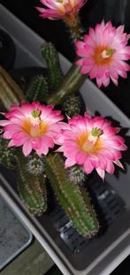 cactus echinocereus, Huis en Inrichting, Kamerplanten, Ophalen, Cactus