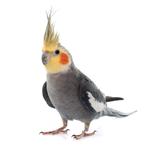 Valkparkiet, Dieren en Toebehoren