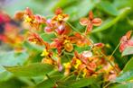 Epimedium ‘Orangekönigin’ of Elfenbloem, Tuin en Terras, Ophalen, Bodembedekkers, Halfschaduw