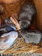 Hangoortjes, Dieren en Toebehoren, Konijnen, Meerdere dieren, Dwerg, Hangoor, 0 tot 2 jaar