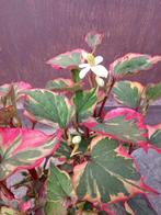 houttuynia cordata chameleon moerasanemoon, Tuin en Terras, Ophalen, Volle zon, Vaste plant, Zomer