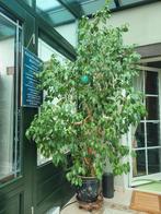 Grande plante verte d'intérieur Ficus avec pot et soucoupe, Ficus, En pot, Plante verte, 150 à 200 cm
