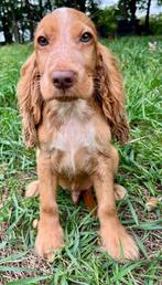 Engelse Cocker Spaniël pups, Dieren en Toebehoren, Honden | Retrievers, Spaniëls en Waterhonden, België, Fokker | Hobbymatig, 15 weken tot 1 jaar