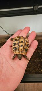 Schildpadden, Dieren en Toebehoren