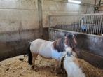 Mini merrie, Dieren en Toebehoren, Pony's, Merrie, Gechipt, 3 tot 6 jaar