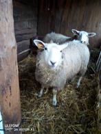 Schapen (2 ooien), Dieren en Toebehoren, Schapen, Geiten en Varkens, Vrouwelijk, Schaap