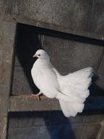 Pauwstaartduif, Dieren en Toebehoren, Vogels | Duiven