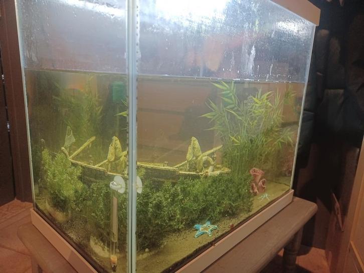 Aquarium Superfish, Dieren en Toebehoren, Vissen | Aquaria en Toebehoren, Gebruikt, Gevuld zoetwateraquarium, Ophalen