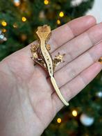 Lilly White wimpergekko, Dieren en Toebehoren, Reptielen en Amfibieën, Hagedis, Tam, 0 tot 2 jaar