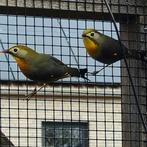 Koppel Japanse Nachtegalen, Dieren en Toebehoren, Vogels | Overige Vogels, Meerdere dieren