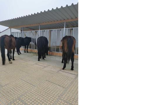 Modderplaat MP46 paddockplaten vanaf 21,45 excl.btw, Dieren en Toebehoren, Stalling en Weidegang