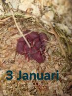 4 volledige Hamsters opzoek naar nieuw baasje  ! 40€, Juillet, Mâle