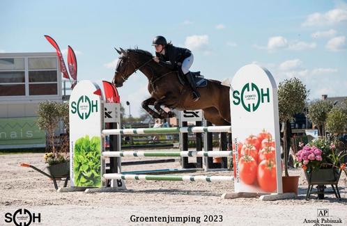 Ruiter aangeboden (jonge paarden), Dieren en Toebehoren, Paarden, B