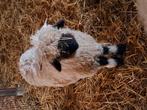 Walliser ram te koop . 6 maanden, Dieren en Toebehoren, Schapen, Geiten en Varkens