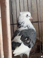 Iraanse duiven, Dieren en Toebehoren