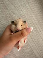Langharige goudhamster, Dieren en Toebehoren, Knaagdieren, Hamster, Mannelijk, December, Tam