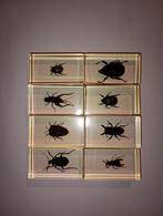 8 insecten in epoxy hars b, Verzamelen, Dierenverzamelingen, Ophalen of Verzenden, Nieuw, Insect, Opgezet dier