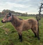 Super mooie mini valk merrie, Dieren en Toebehoren, Pony's, Merrie, Ontwormd, 7 tot 10 jaar