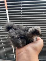 Zijdehoen Kuiken (hen) te koop, Dieren en Toebehoren, Knaagdieren, Juni