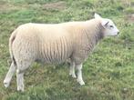 Schapen te koop, Dieren en Toebehoren, Schapen, Geiten en Varkens, Mannelijk, Schaap, 0 tot 2 jaar