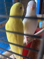 Jonge grasparkiet poppen 2025, Dieren en Toebehoren, Vogels | Parkieten en Papegaaien, Vrouwelijk, Parkiet, Geringd