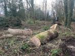 Bomen, Tuin en Terras, Planten | Bomen, Ophalen of Verzenden