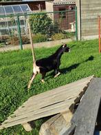 Dwerggeit, Dieren en Toebehoren, Schapen, Geiten en Varkens