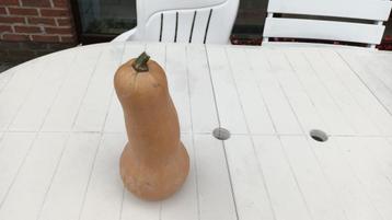  Pompoenen butternut - in Hever-Schiplaken beschikbaar voor biedingen