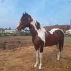 Ter dekking, Dieren en Toebehoren, Paarden, Hengst