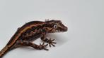 Rhacodactylus Auriculatus Gargoyle gekko gecko, Dieren en Toebehoren, Reptielen en Amfibieën