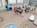 Marans hanen blauw en zwart koperhals tekoop, Dieren en Toebehoren, Pluimvee