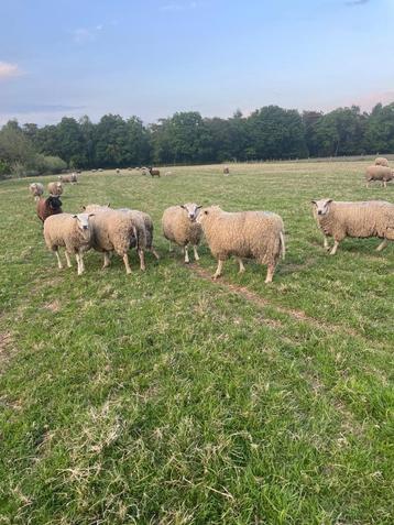 rammen, Mâle, Mouton, 0 à 2 ans