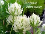 Trifolium ochroleucon of sierklaver, Plein soleil, Enlèvement, Été, Plante fixe