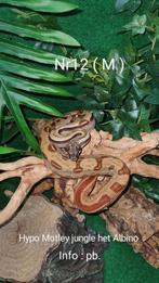 Boa bci : Hypo Motley jungle het Albino nk 2024 ( mannetje ), Serpent, Domestique, 0 à 2 ans