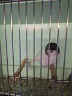 30 tal glosters, Dieren en Toebehoren, Meerdere dieren, Postuurkanarie