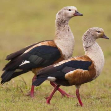 Orinocogans @ paradijshof beschikbaar voor biedingen