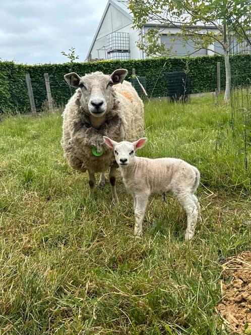 Weides gezocht, Dieren en Toebehoren, Schapen, Geiten en Varkens