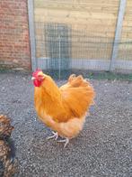 Orpington Buff hanen, Dieren en Toebehoren, Mannelijk, Kip