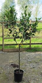 OPRUIMING FRUITBOMEN (APPELS, PEREN,..) IN POT, 8€/STUK !!!!, Tuin en Terras, Volle zon, Vaste plant, Ophalen of Verzenden, Fruitplanten