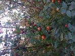 Mispels, Ophalen, Zo goed als nieuw