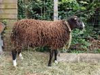 Mouton mâle , bélier Zwartbles, Dieren en Toebehoren, Mannelijk, Schaap, 0 tot 2 jaar